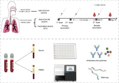 Immune responses and transcription landscape of adults with the third dose of homologous and heterologous booster vaccines of COVID-19